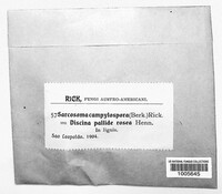 Image of Plectania campylospora